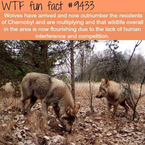 wtf facts - wtf fun facts - Wtf fun fact Wolves have arrived and now outnumber the residents of Chernobyl and are multiplying and that wildlife overall in the area is now flourishing due to the lack of human interference and competition.