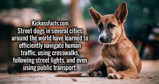 wtf facts - KickassFacts.com Street dogs in several cities around the world have learned to efficiently navigate human traffic, using crosswalks, ing street lights, and even using public transport.