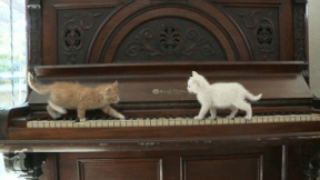 caturday gif of kittens on a piano