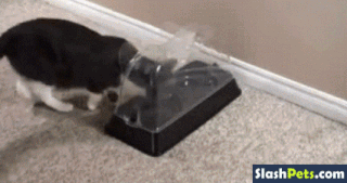 caturday gif of a protective cat feeding dish
