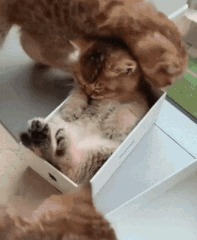 caturday gif of a kitten asleep in a small box