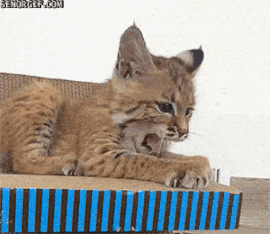 caturday gif of a lynx kitten yawning