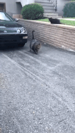 caturday gif of a chonky cat