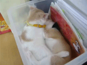 caturday gif of two kittens play fighting in a box
