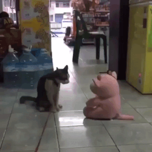 caturday gif of a cat powerbombing a plush doll