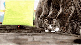 caturday gif of a kitten rolling on its back