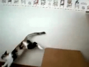 caturday gif of cats performing aerial maneuvers