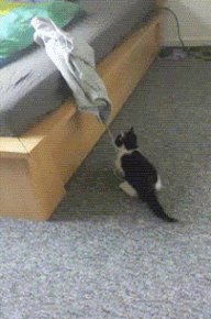 caturday gif of a kitten playing with a string and scaring itself