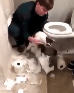 caturday gif of a cat being made to collect the mess it made