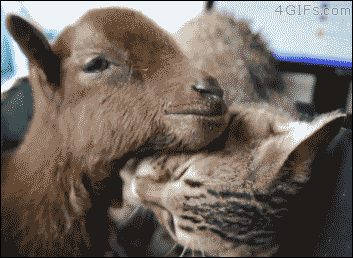 caturday gif of a cat grooming a goat