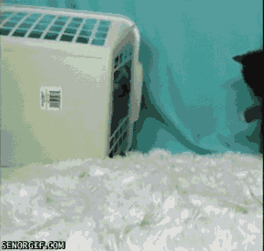 caturday gif of kittens playing with a basket