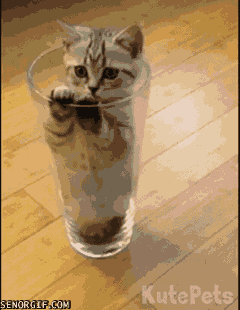 caturday gif of a kitten trapped in a glass cup