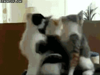 caturday gif of cats moving their heads in unison