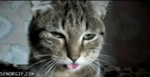 caturday gif of a dopey looking cat