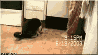 caturday gif of a cat begging for food