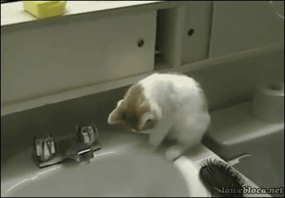 caturday gif of a cat falling from a sink