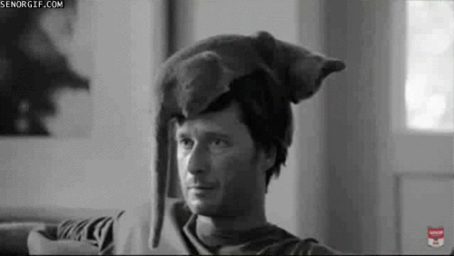 caturday gif of a cat sitting on top of a man's head