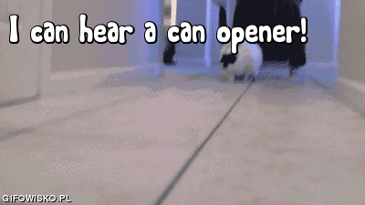 caturday gif of a chonky cat running