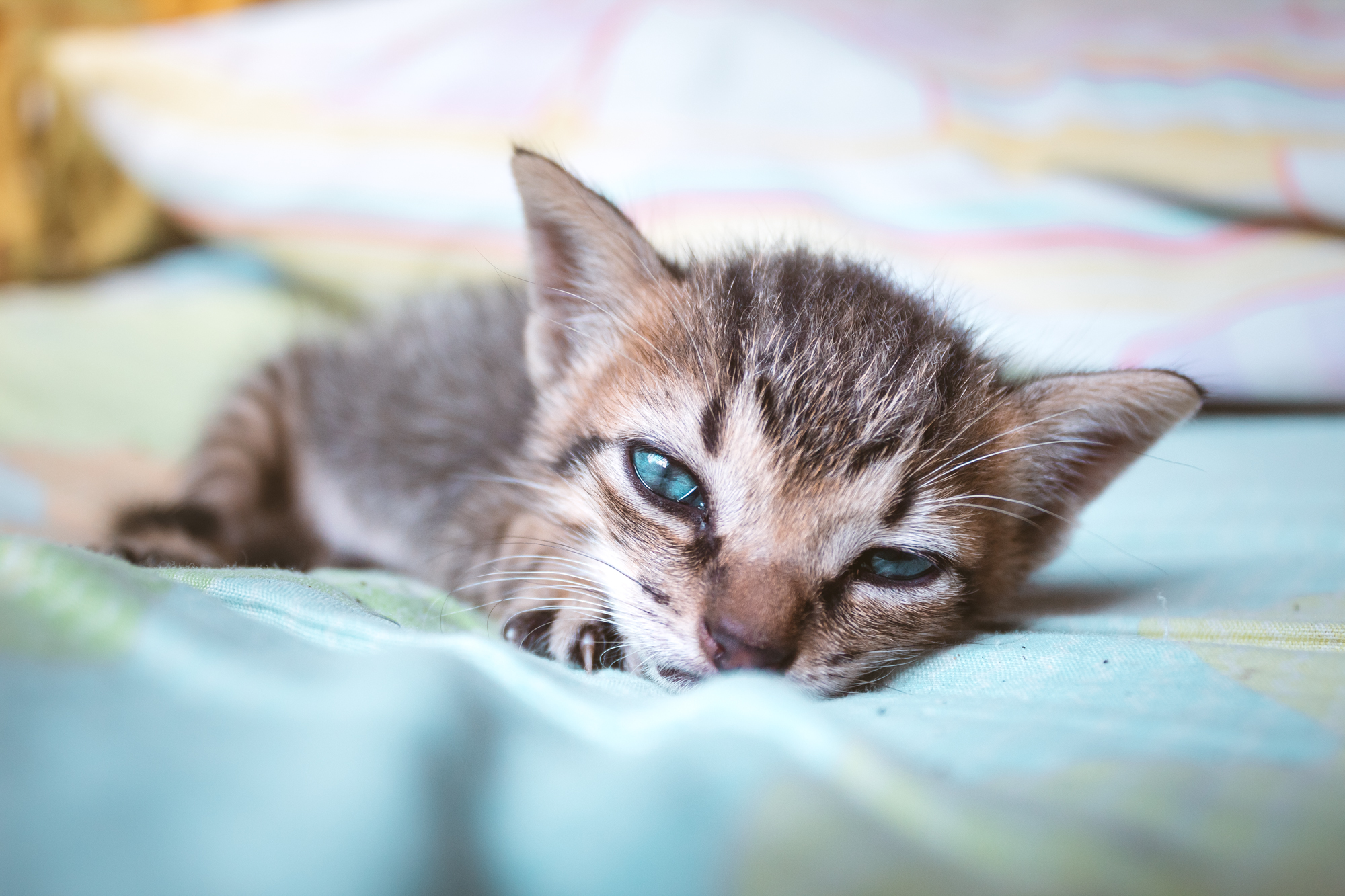 caturday pic of a kitten with stunning blue eyes