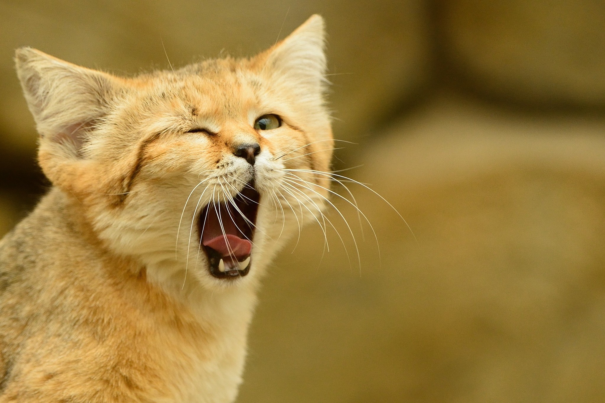 caturday gif of a sand cat yawning