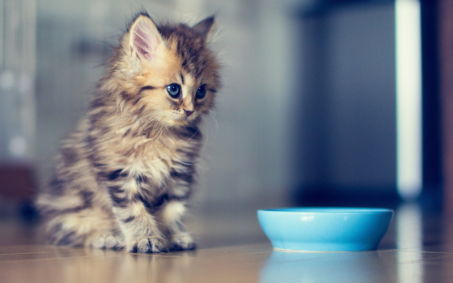 caturday pic of a kitten waiting to be fed