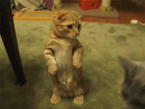 caturday gif of a cat sitting on its hind legs