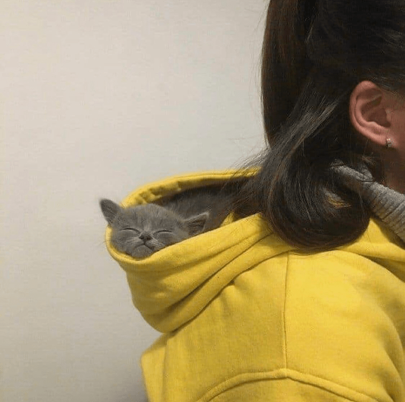 caturday pic of a kitten sleeping in a person's hoodie