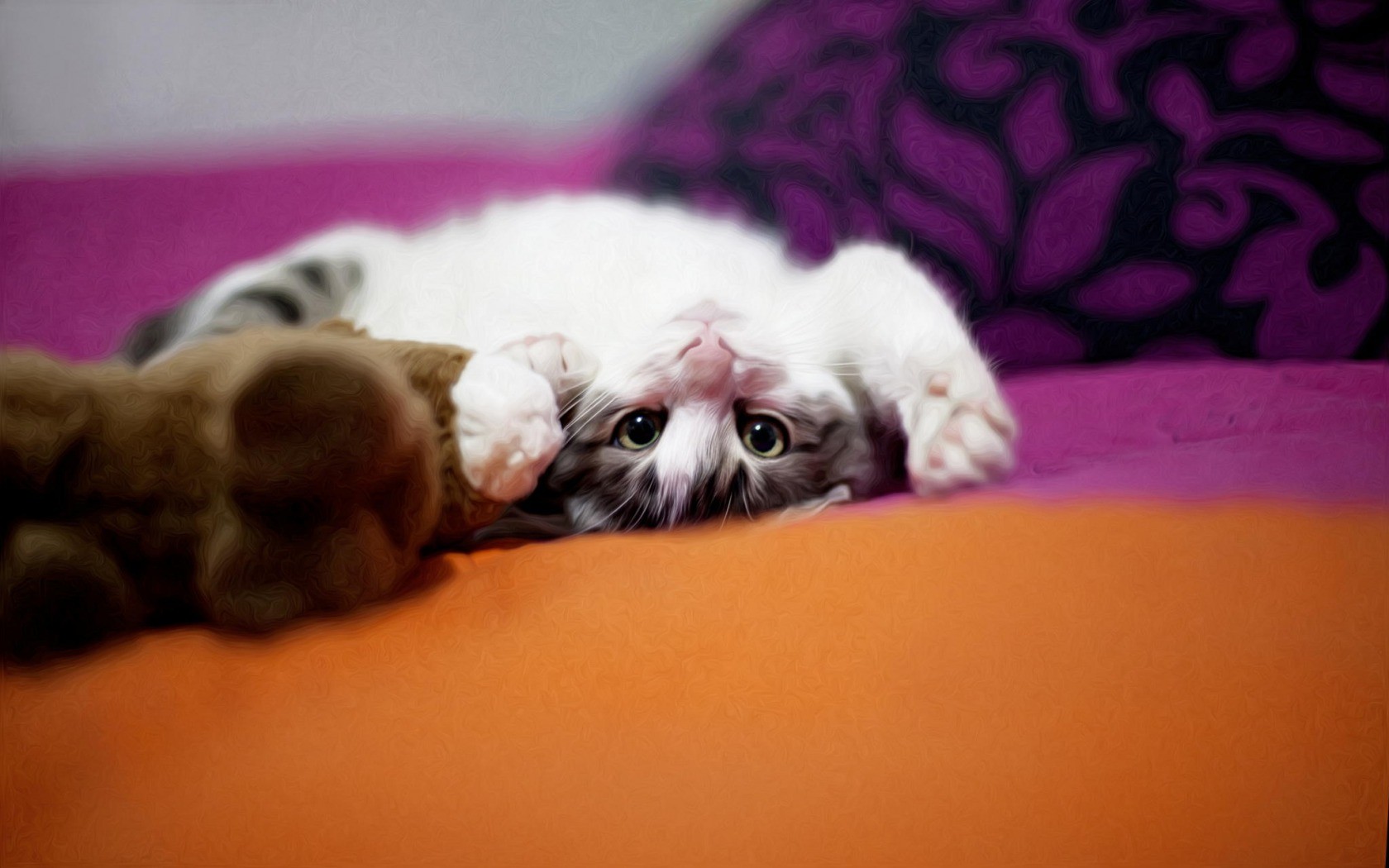 caturday pic of a kitten laying upside down