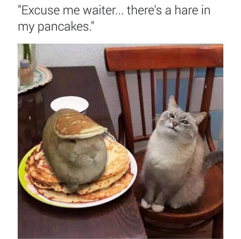 caturday meme about a cat making a pun about having hair in its food