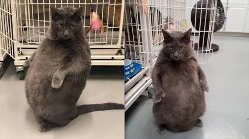 caturday pics of a chonky cat standing on its hind legs
