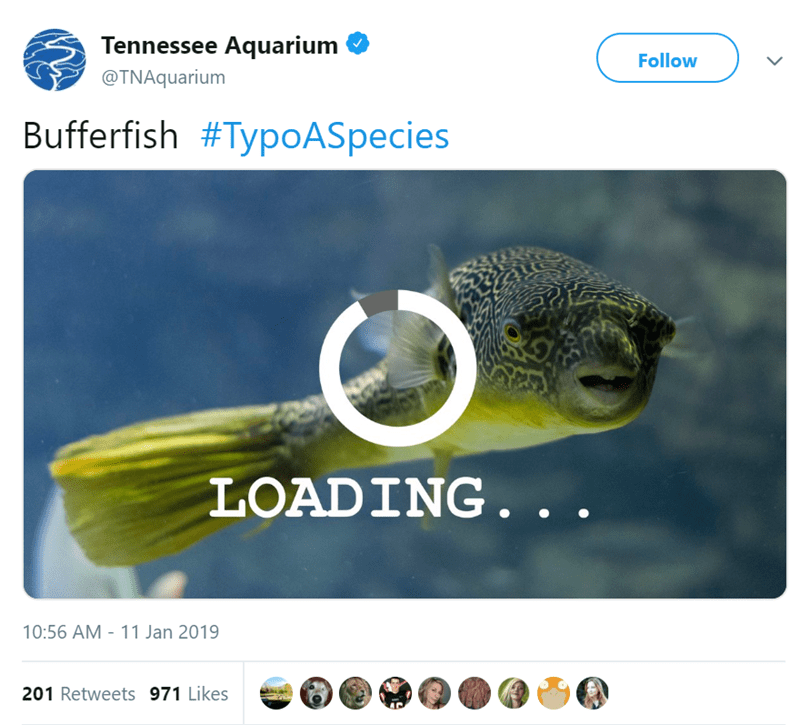 Typo A Species