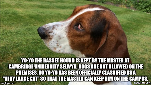 photo caption - YoYo The Basset Hound Is Kept By The Master At Cambridge University Selwyn. Dogs Are Not Allowed On The Premises, So YoYo Has Been Officially Classified As A "Very Large Cat" So That The Master Can Keep Him On The Campus. imgflip.com Roger