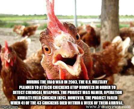 funny chicken - During The Iraq War In 2003, The U.S. Military Planned To Attach Chickens Atop Humvees In Order To Detect Chemical Weapons. The Project Was Named, Operation Kuwamaeld Chicken Ikfcl However, The Project Failed Whel 41 Of The 43 Chickens Die