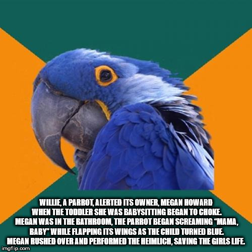 national random drug test day - Wille A Parrot Alerted Its Owner, Megan Howard When The Toddler She Was Babysiting Began To Choke Megan Was In The Bathroom. The Parrot Began Screaming "Mama, Baby While Flapping Its Wings As The Child Turned Blue Megan Rus