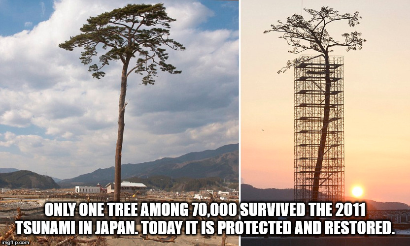 tree - Only One Tree Among 70,000 Survived The 2011 Tsunami In Japan. Today It Is Protected And Restored. imgflip.com