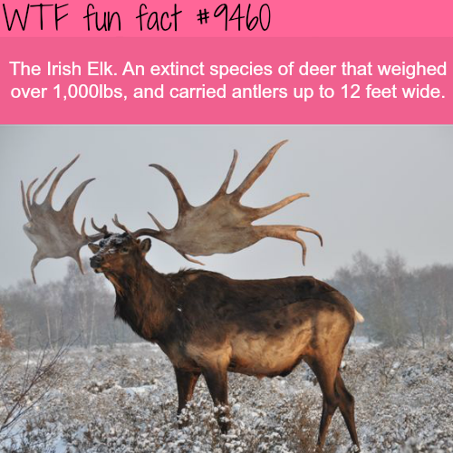 Irish elk - Wtf fun fact The Irish Elk. An extinct species of deer that weighed over 1,000lbs, and carried antlers up to 12 feet wide.