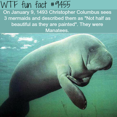 manatee seal - Wtf fun fact On Christopher Columbus sees 3 mermaids and described them as "Not half as beautiful as they are painted". They were Manatees.