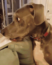 Caturday gif of a kitten spooking an adult dog