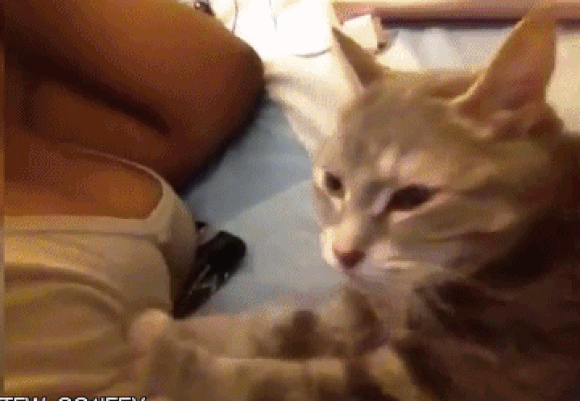 Caturday gif of a cat kneading a woman's chest