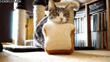 Caturday gif of a cat with a bread shaped pillow