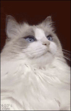 Caturday gif of a cat getting its teeth brushed