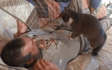 Caturday gif of a cat kneading a man's gut