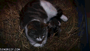 Caturday gif of a cat sleeping with baby ducks