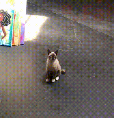 Caturday gif slow mo of a cat getting hit in the head with a ball