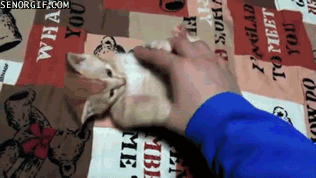 Caturday gif of a kitten falling asleep while playing