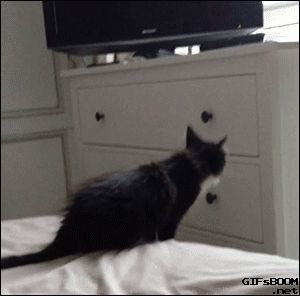 Caturday gif of a cat falling when trying to jump