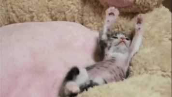Caturday gif of a kitten stretching