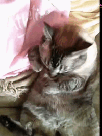 Caturday gif of a cat demanding to get scratches