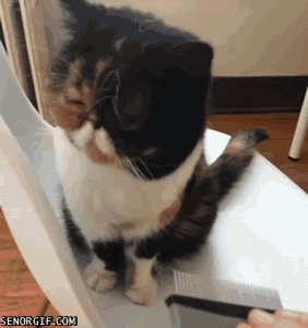 Caturday gif of a cat enjoying getting brushed