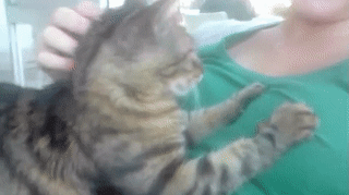 Caturday gif of a cat kneading a woman's breasts